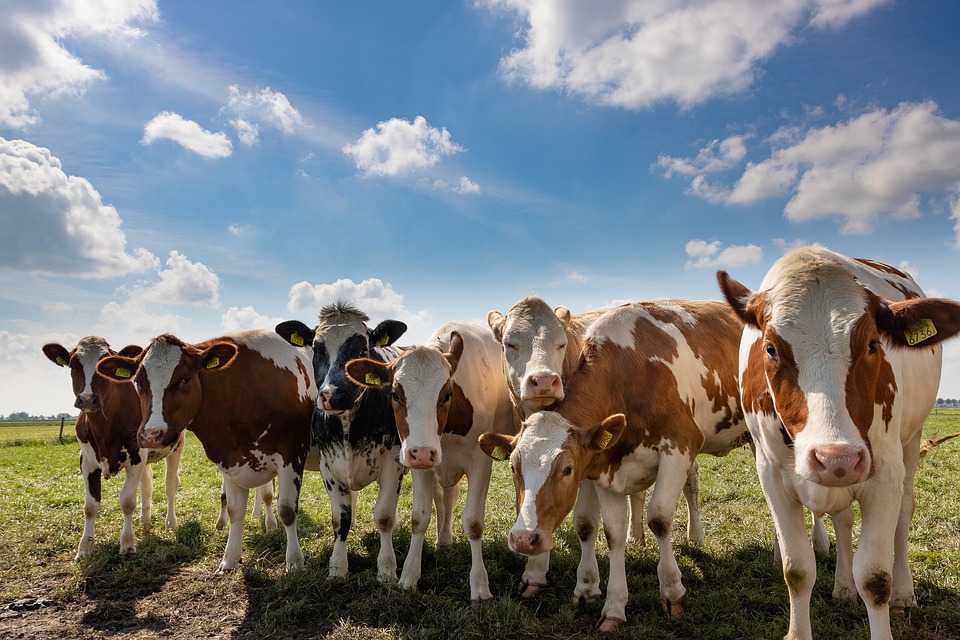 cattle